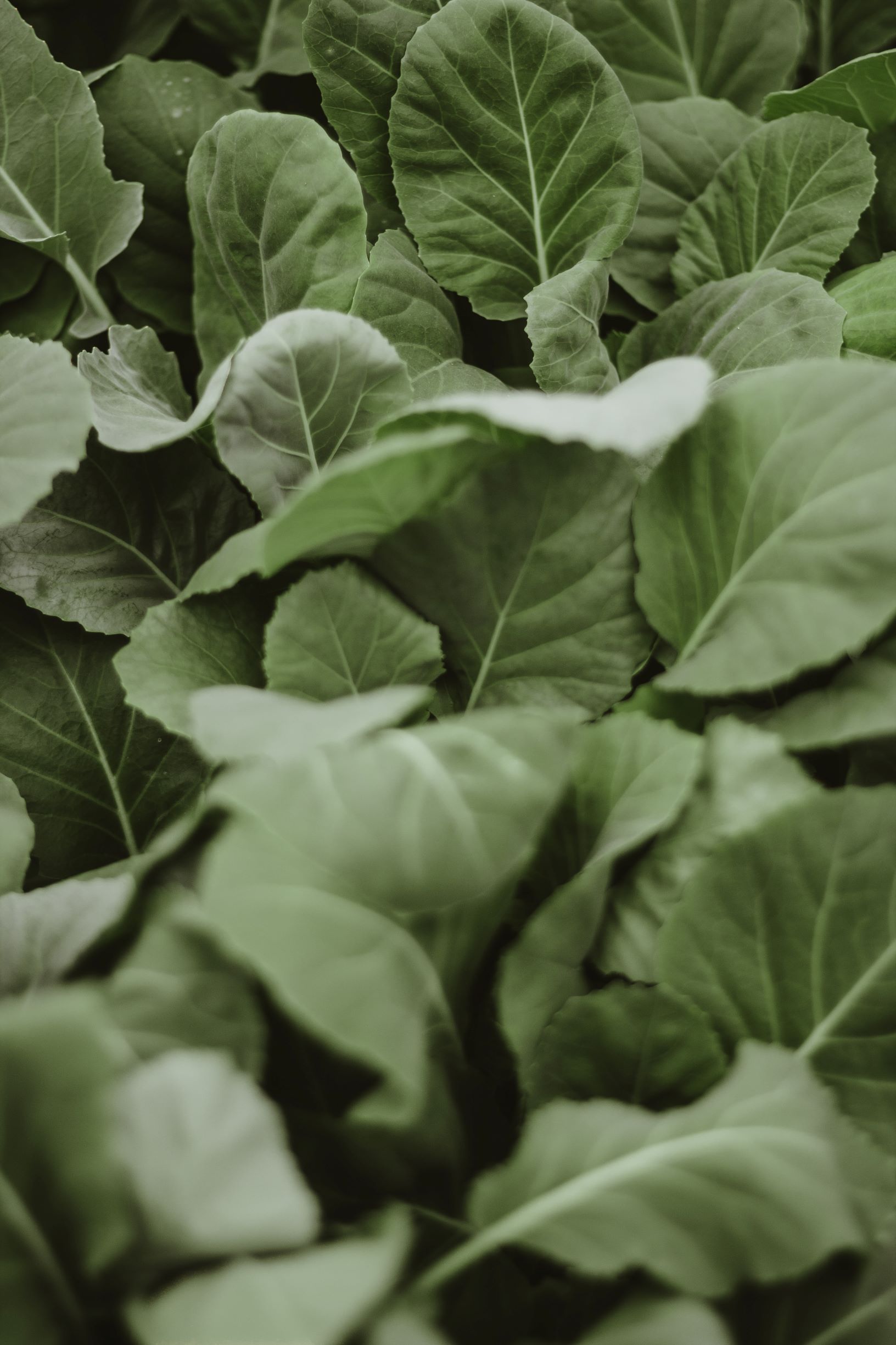 Sauteed Spinach